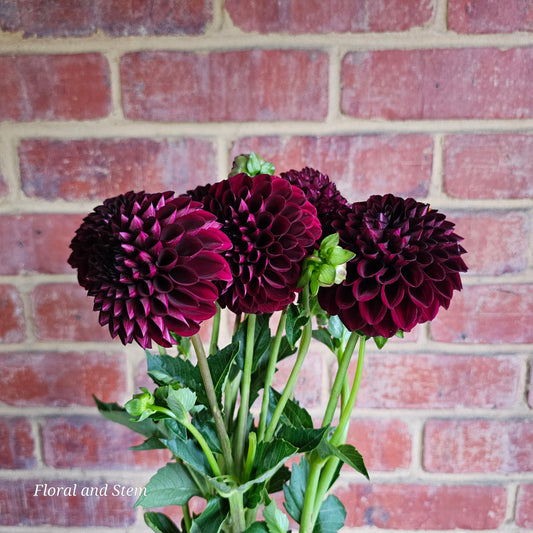 Florelie Midnight