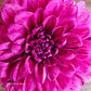 Florelie Morello