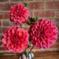 Florelie Quince