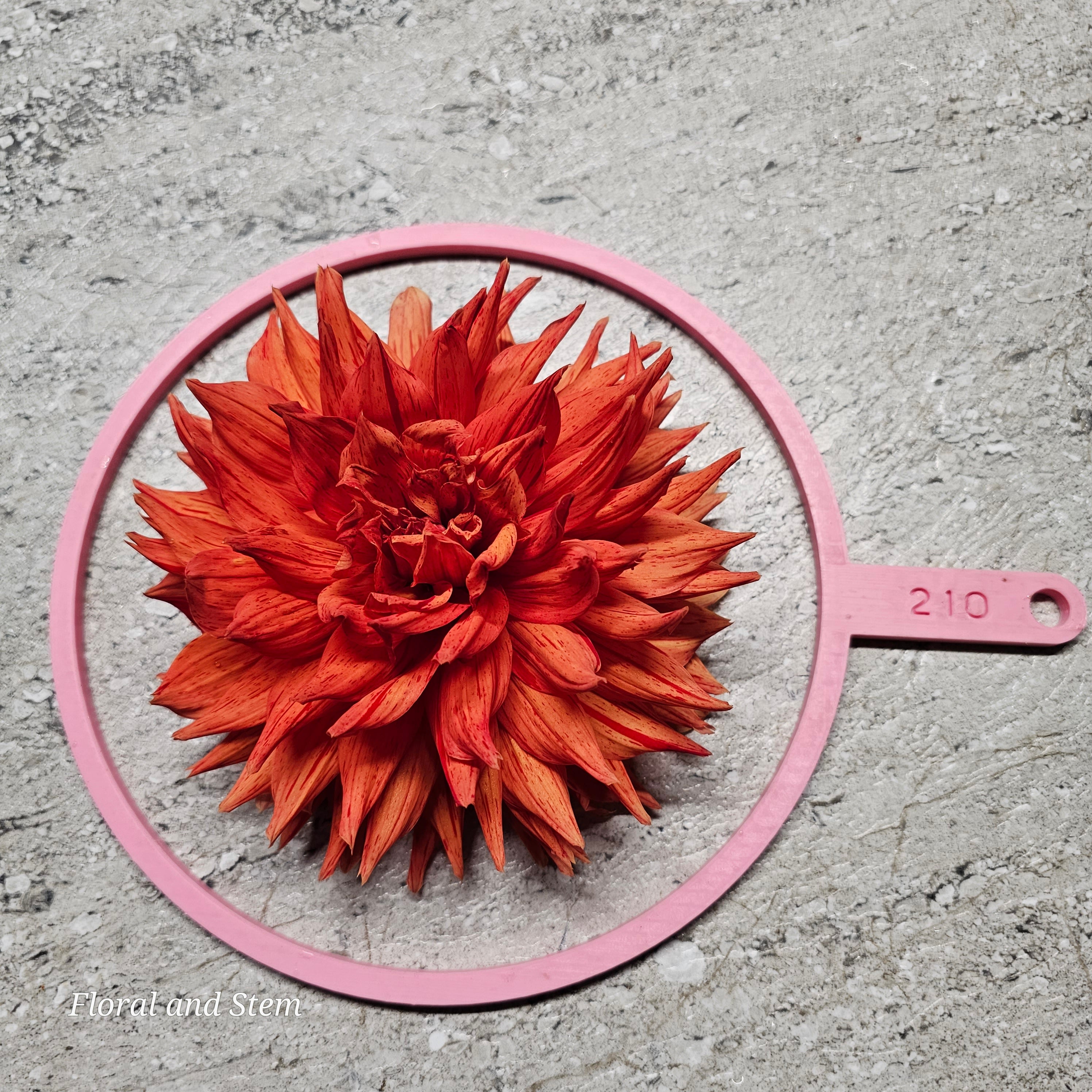 Freckles Floral And Stem