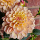 Gosia Peach Sundae