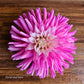 Unknown Pink and White Cactus