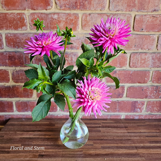 Unknown Pink and White Cactus
