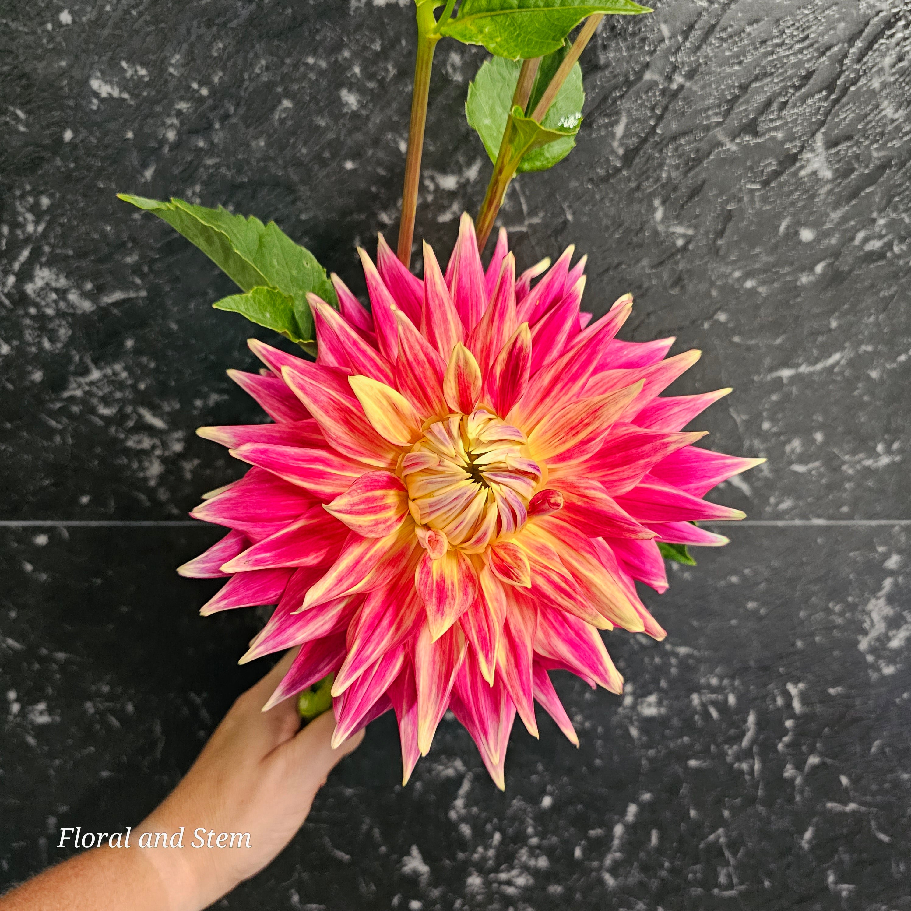 Maxmann Maxmann – Floral and Stem
