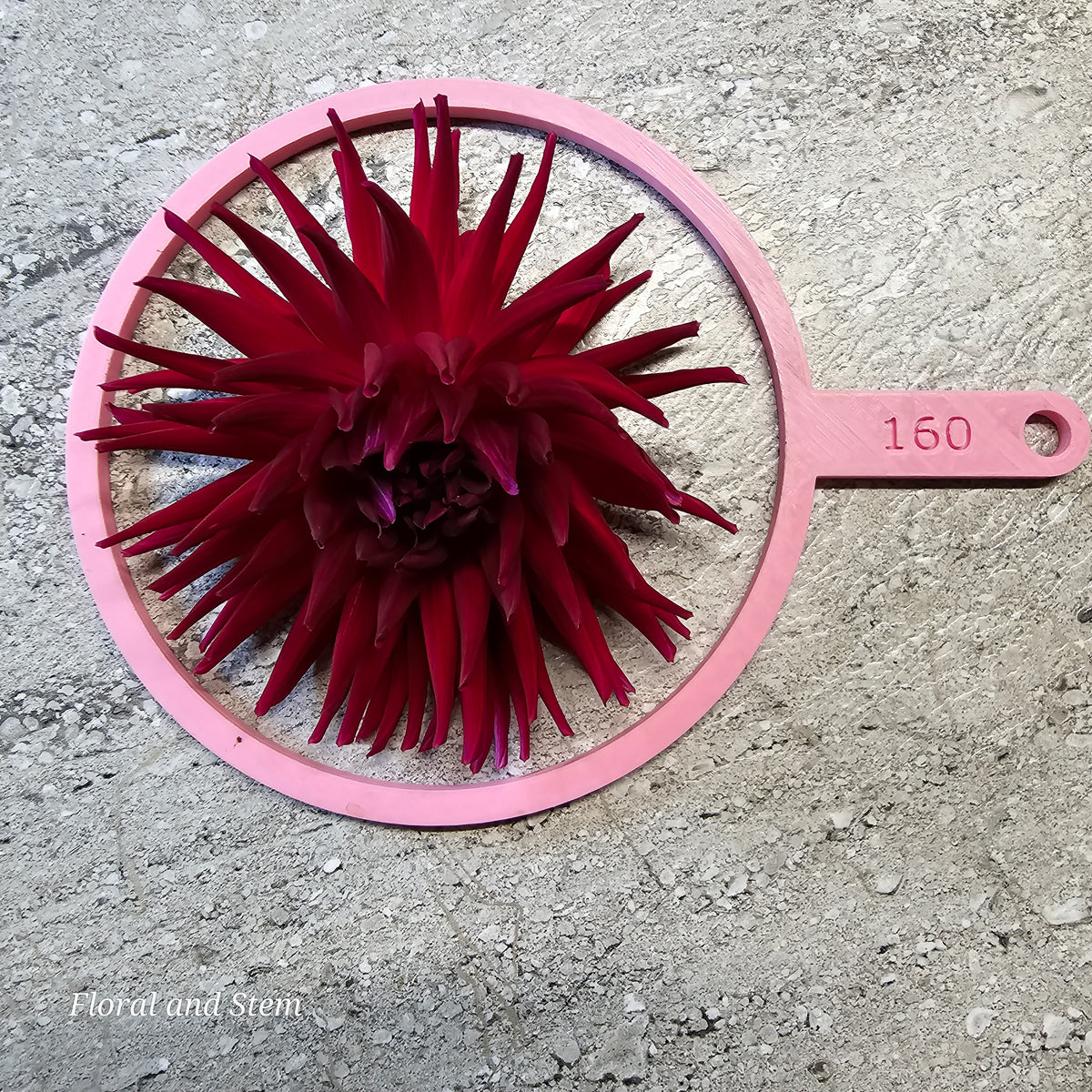 Mrs Rees – Floral and Stem