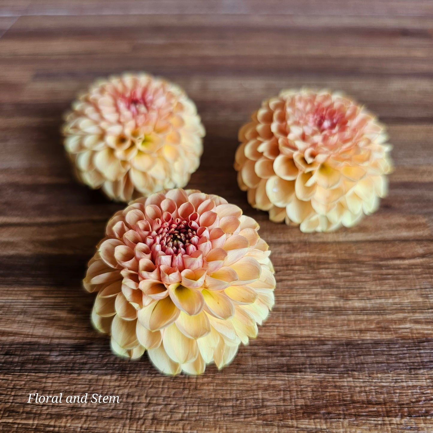 Orange Pom