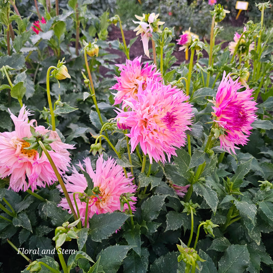 Pinelands Princess