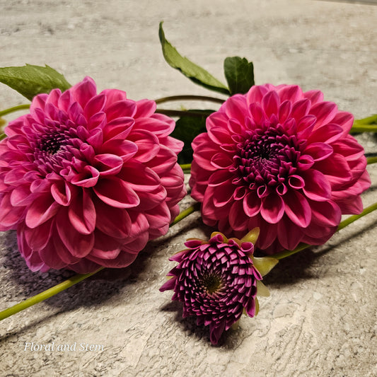 Pink Show
