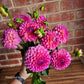 Pink Suffusion