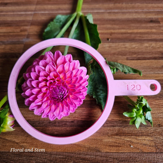 Pink Suffusion