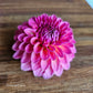 Pink Suffusion