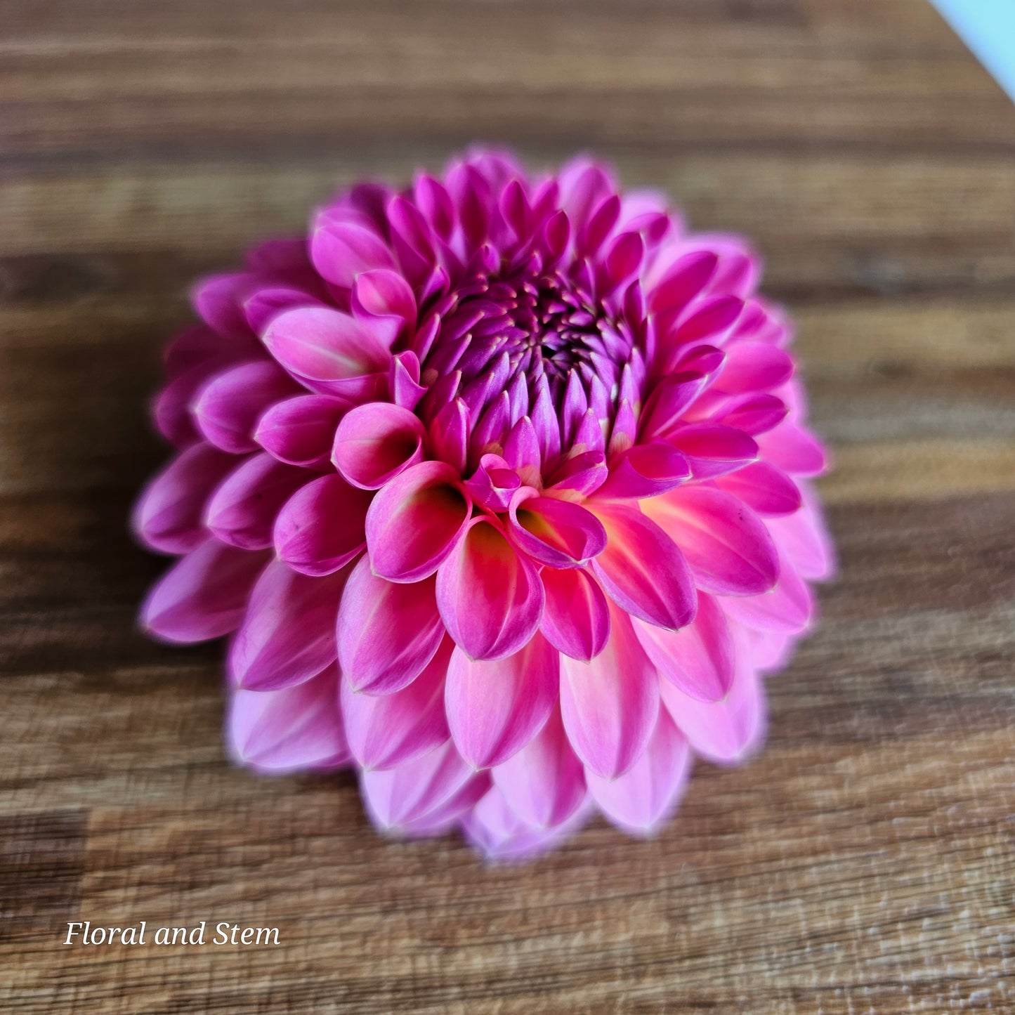 Pink Suffusion