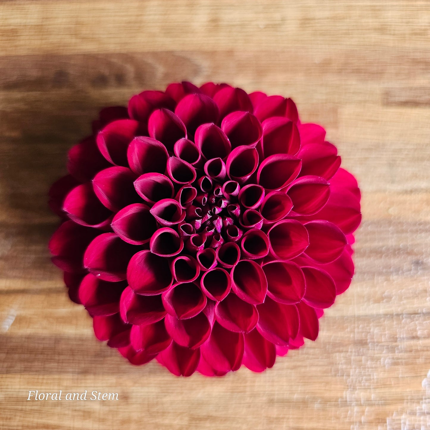 Red Royal