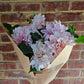 Unknown Pink