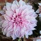 Unknown Pink