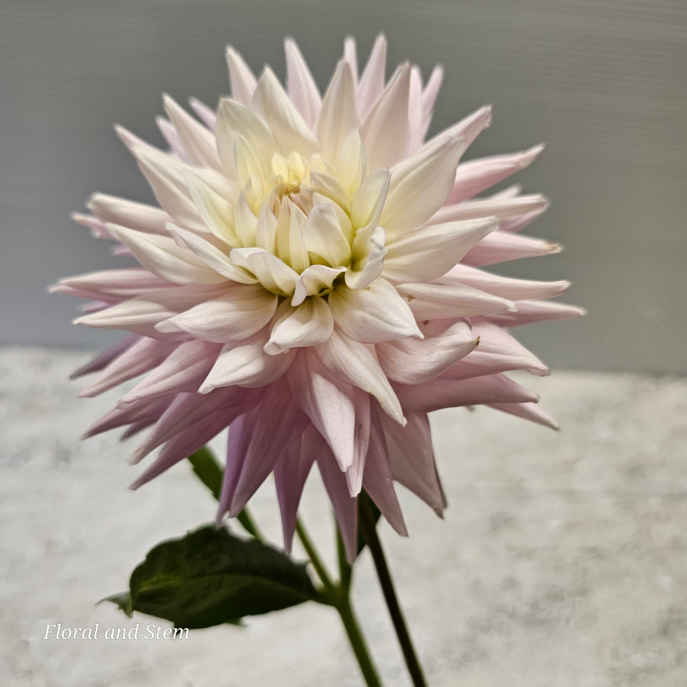 Val's Candy – Floral and Stem