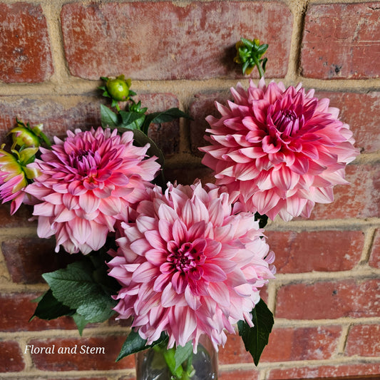 WV Victorian Blush