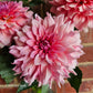 WV Victorian Blush