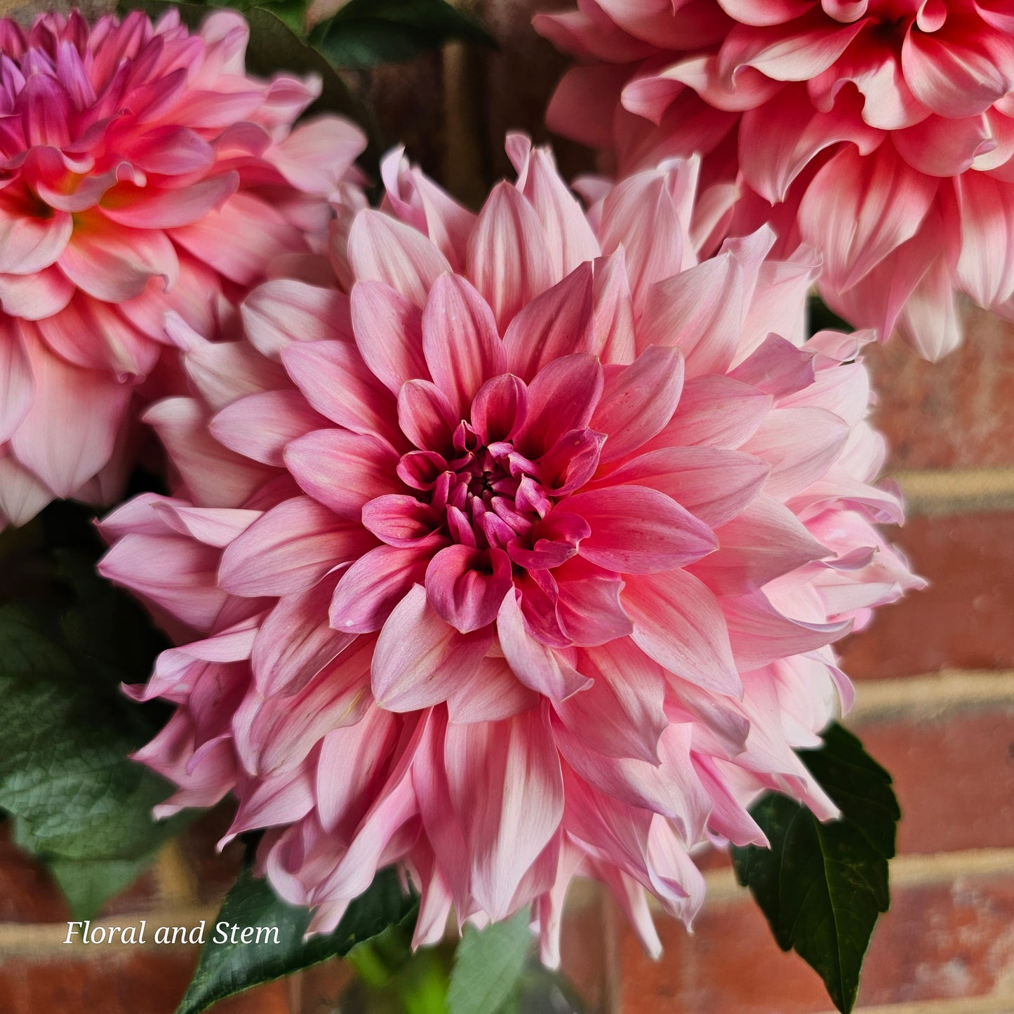 WV Victorian Blush