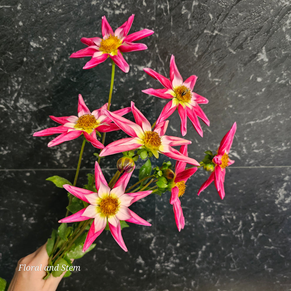 Winkie Cupid – Floral and Stem